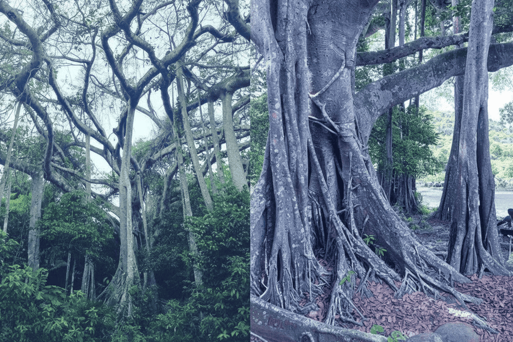 The thousand-year-old banyan tree, with its massive roots and canopy, is a popular attraction in the Son Tra Peninsula